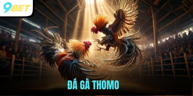 đá gà Thomo