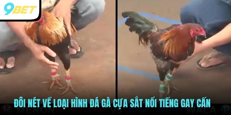 Đôi nét về loại hình đá gà cựa sắt nổi tiếng gay cấn